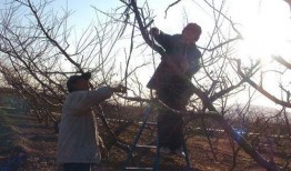 桃树修剪技术视频,视频教程精华概述