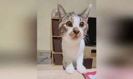 小猫搞笑视频,小猫萌态逗翻网友