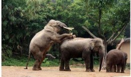 动物交配视频大全,交配瞬间大揭秘